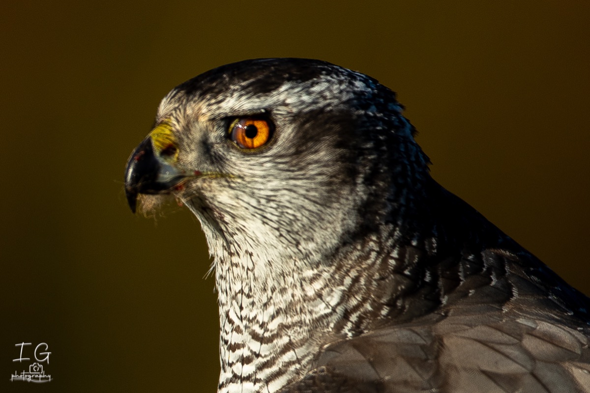 1DX43081 21 november 2021 1139 09